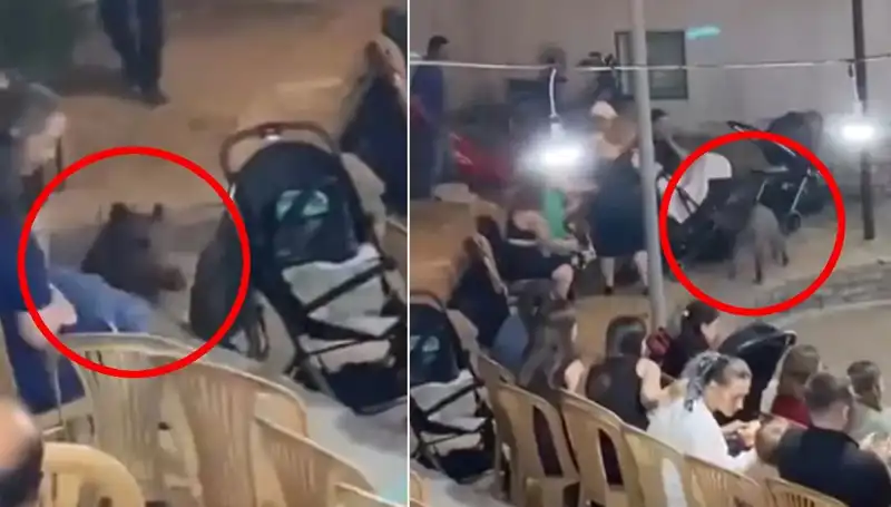 Düğün Törenine Aniden Giren Yaban Domuzu Nefes Kesti