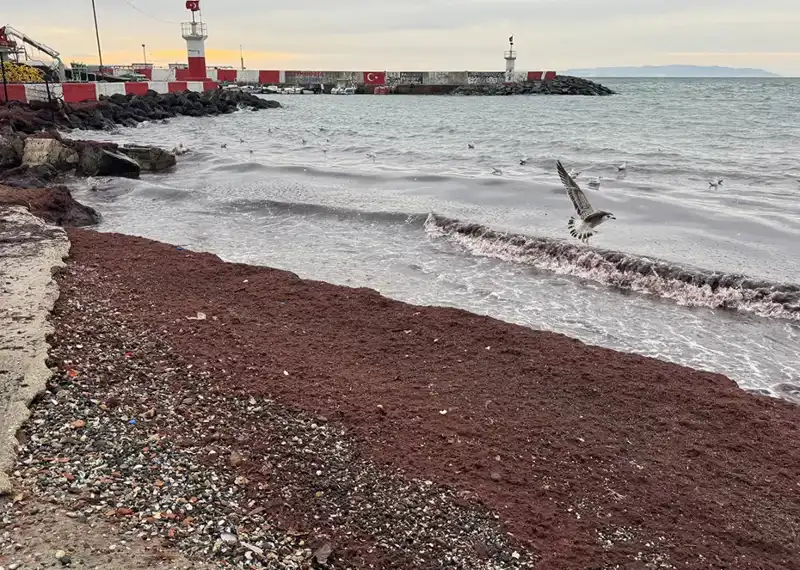 Tekirdağ Sahilleri Neden Kırmızıya Büründü? Gizemli Durumun Sebebi Açıklanıyor!